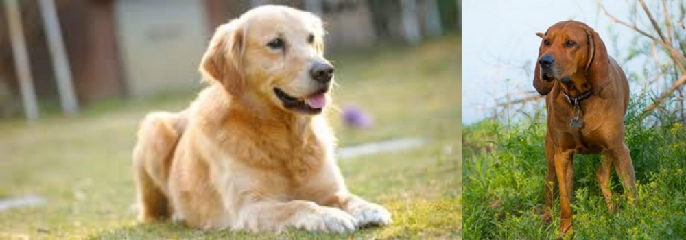 Redbone Coonhound vs Goldador - Breed Comparison