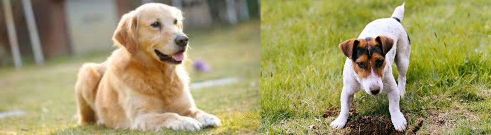 Russell Terrier vs Goldador - Breed Comparison