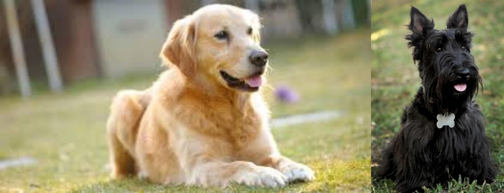 Scoland Terrier vs Goldador - Breed Comparison