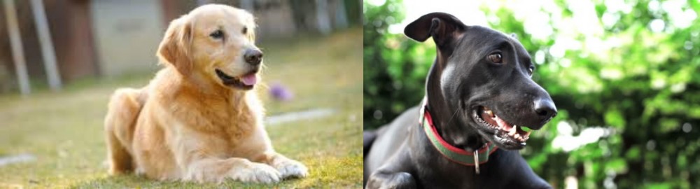 Shepard Labrador vs Goldador - Breed Comparison