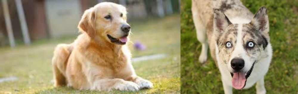 Shepherd Husky vs Goldador - Breed Comparison