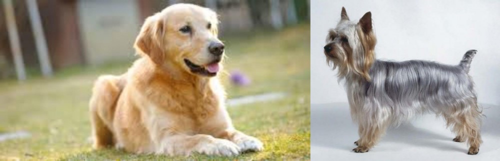 Silky Terrier vs Goldador - Breed Comparison