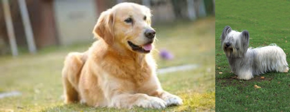 Skye Terrier vs Goldador - Breed Comparison