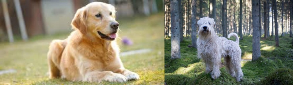 Soft-Coated Wheaten Terrier vs Goldador - Breed Comparison