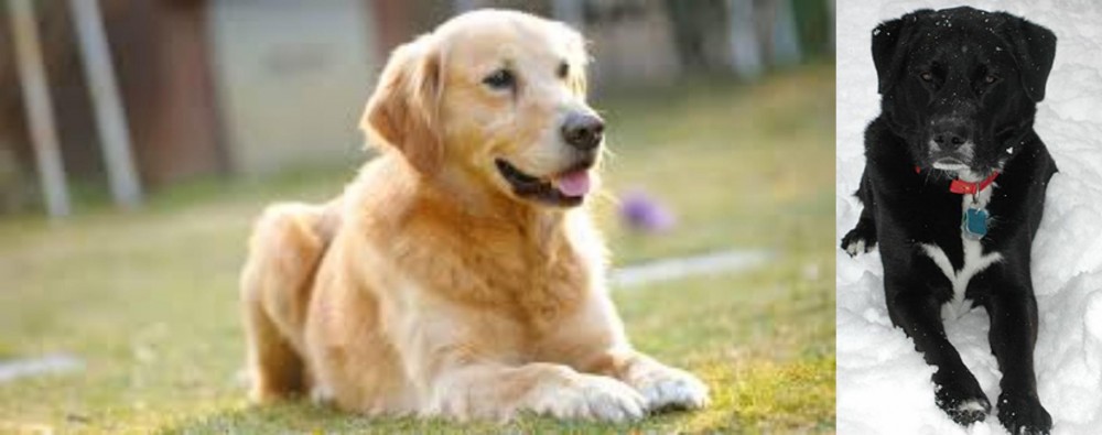 St. John's Water Dog vs Goldador - Breed Comparison