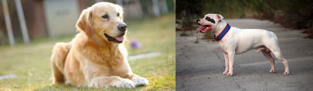 Staffordshire Bull Terrier vs Goldador - Breed Comparison