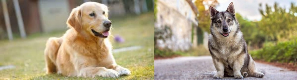 Swedish Vallhund vs Goldador - Breed Comparison