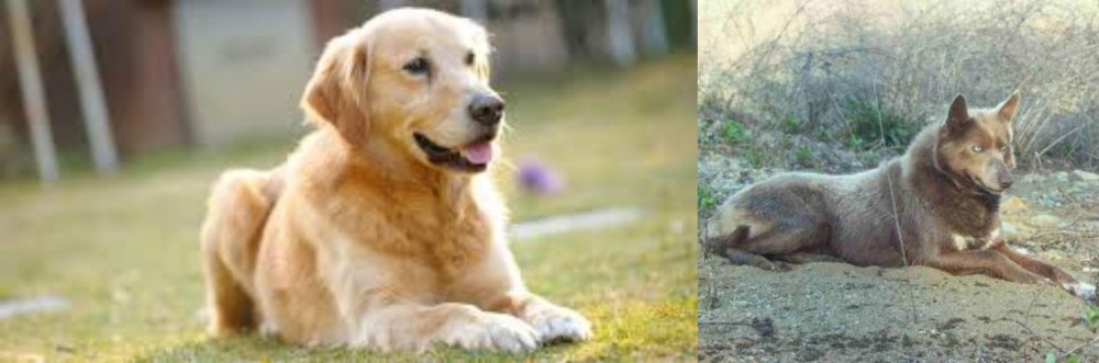 Tahltan Bear Dog vs Goldador - Breed Comparison