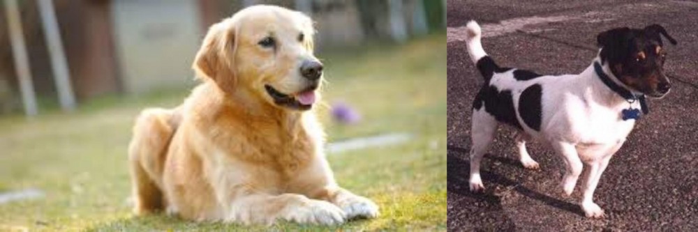 Teddy Roosevelt Terrier vs Goldador - Breed Comparison