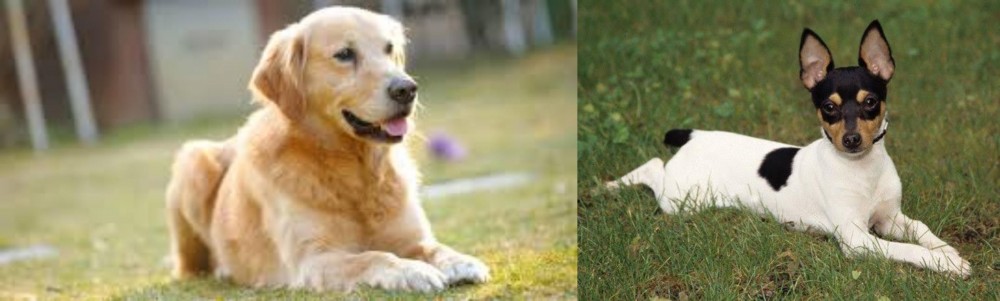 Toy Fox Terrier vs Goldador - Breed Comparison