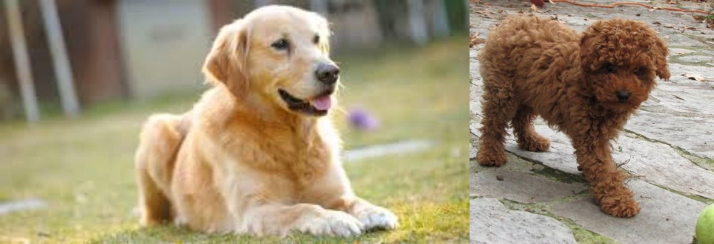Toy Poodle vs Goldador - Breed Comparison