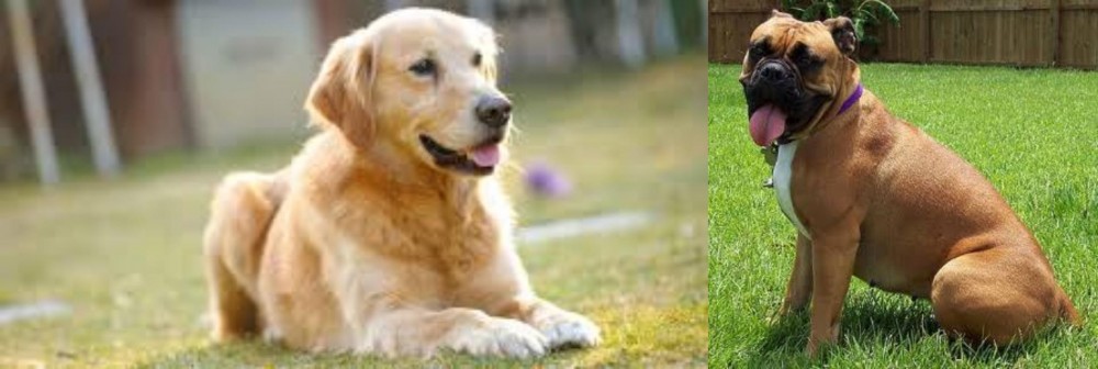Valley Bulldog vs Goldador - Breed Comparison