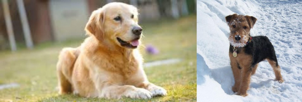 Welsh Terrier vs Goldador - Breed Comparison