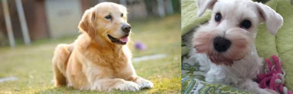 White Schnauzer vs Goldador - Breed Comparison