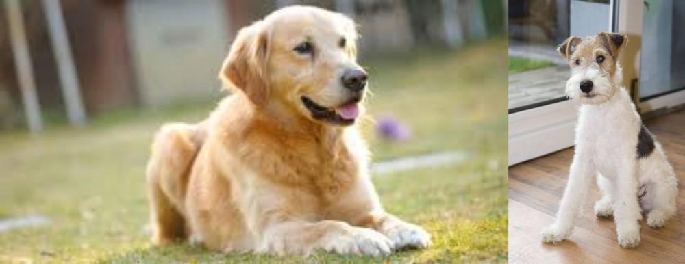 Wire Fox Terrier vs Goldador - Breed Comparison