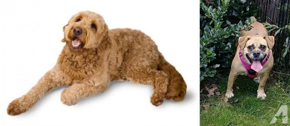 Beabull vs Golden Doodle - Breed Comparison