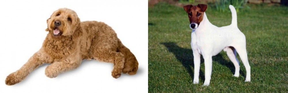 Fox Terrier (Smooth) vs Golden Doodle - Breed Comparison