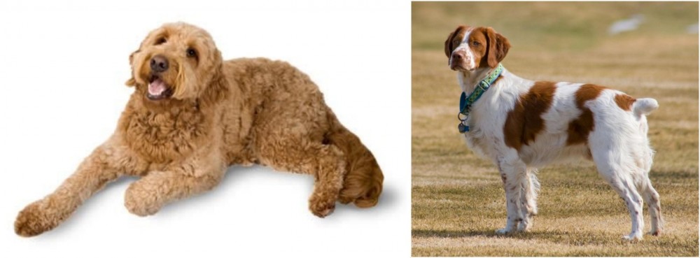 French Brittany vs Golden Doodle - Breed Comparison