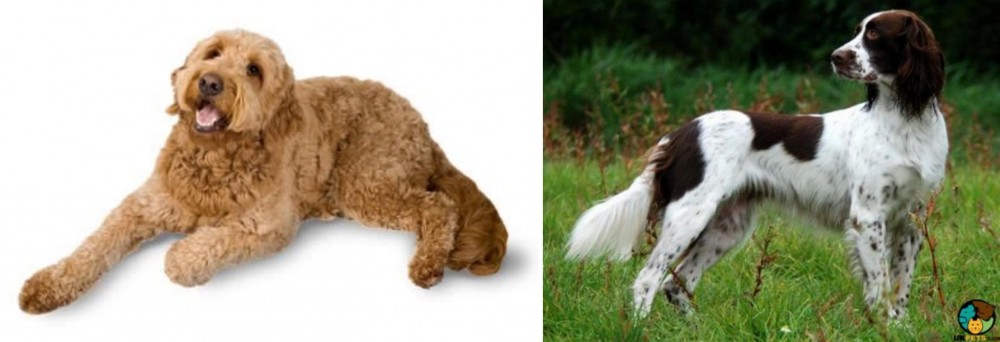 French Spaniel vs Golden Doodle - Breed Comparison