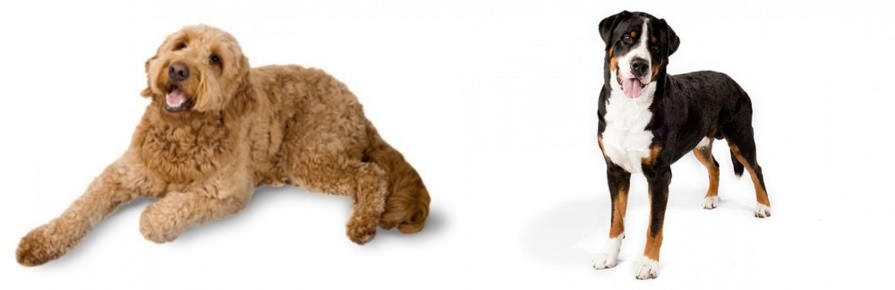 Greater Swiss Mountain Dog vs Golden Doodle - Breed Comparison