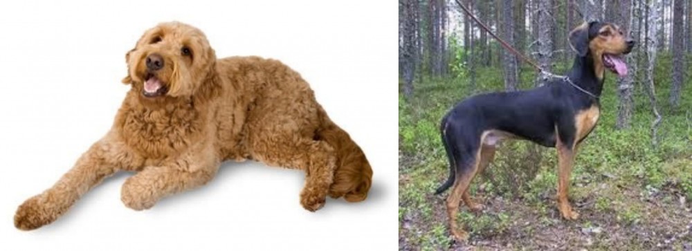 Greek Harehound vs Golden Doodle - Breed Comparison