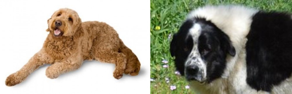 Greek Sheepdog vs Golden Doodle - Breed Comparison