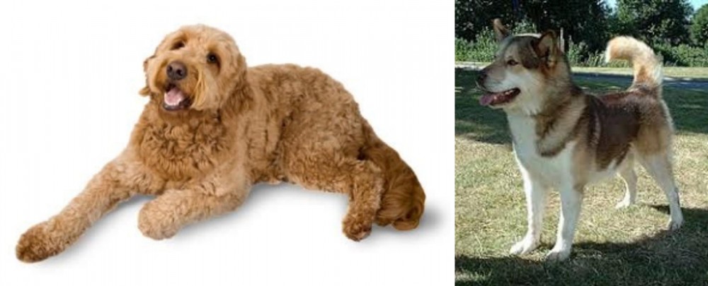 Greenland Dog vs Golden Doodle - Breed Comparison