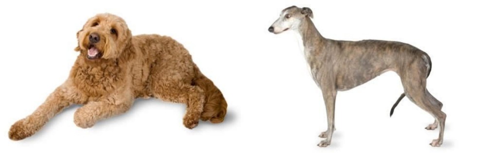 Greyhound vs Golden Doodle - Breed Comparison