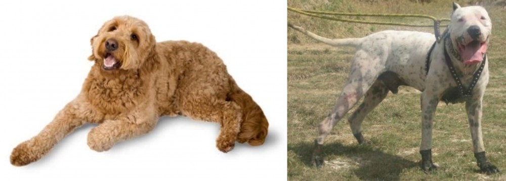 Gull Dong vs Golden Doodle - Breed Comparison