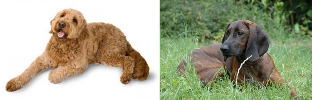 Hanover Hound vs Golden Doodle - Breed Comparison
