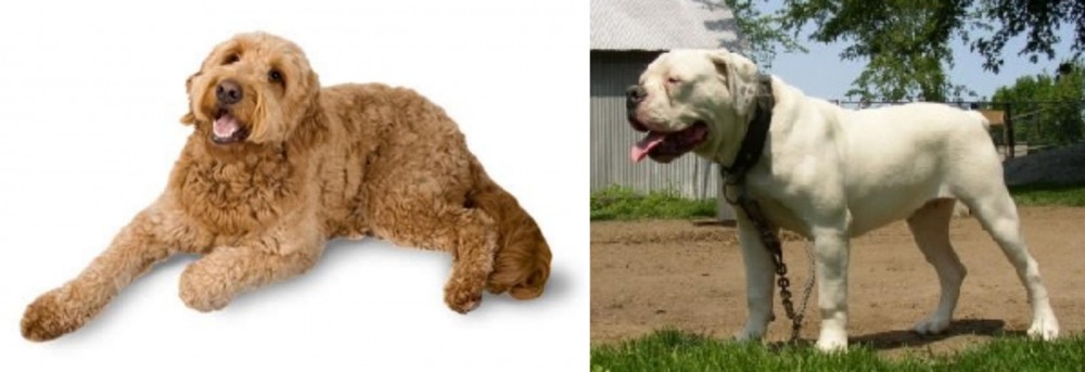 Hermes Bulldogge vs Golden Doodle - Breed Comparison