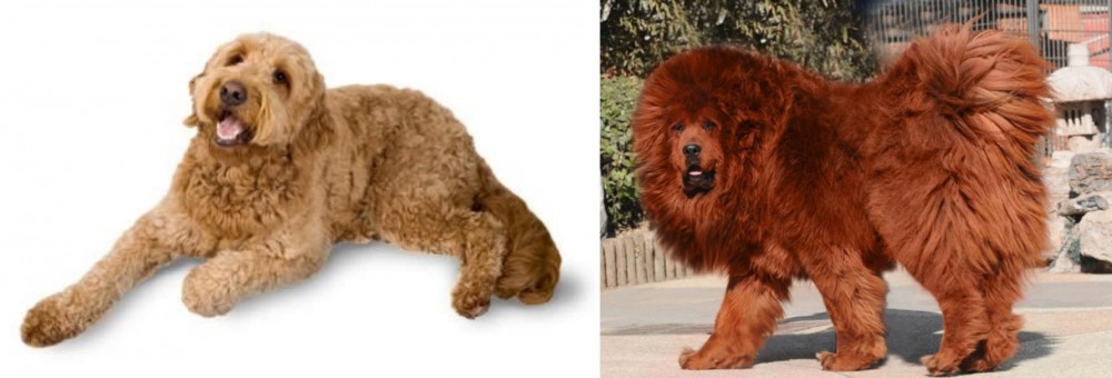 Himalayan Mastiff vs Golden Doodle - Breed Comparison