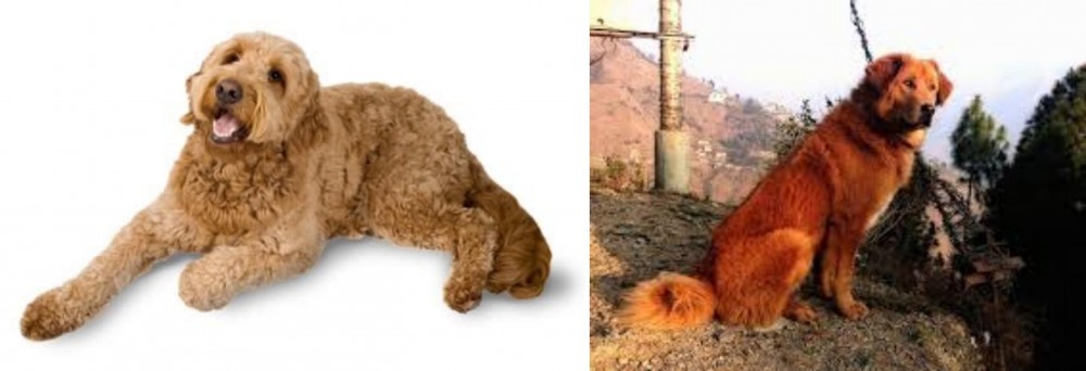 Himalayan Sheepdog vs Golden Doodle - Breed Comparison