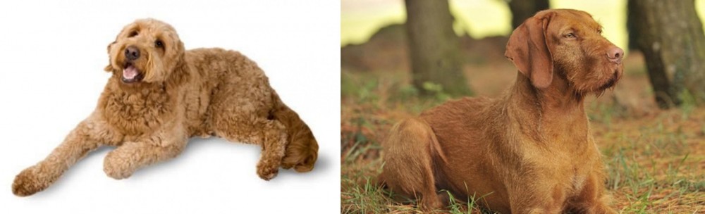 Hungarian Wirehaired Vizsla vs Golden Doodle - Breed Comparison
