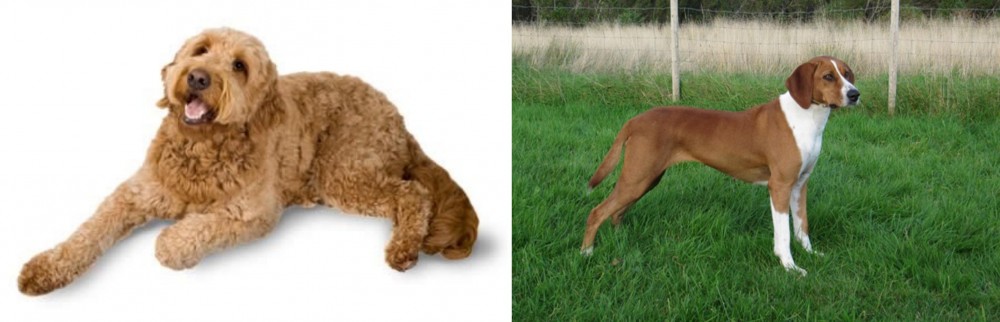 Hygenhund vs Golden Doodle - Breed Comparison
