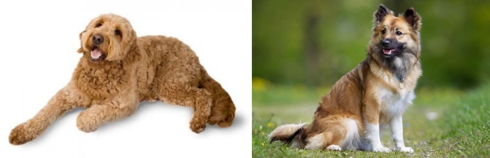 Icelandic Sheepdog vs Golden Doodle - Breed Comparison