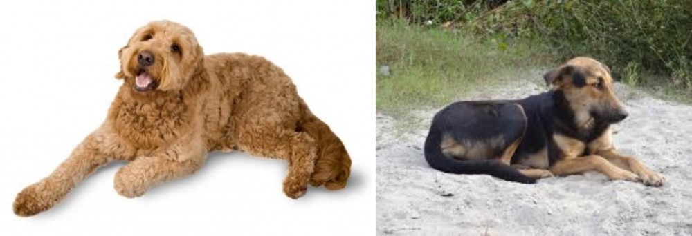 Indian Pariah Dog vs Golden Doodle - Breed Comparison