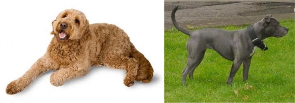 Irish Bull Terrier vs Golden Doodle - Breed Comparison