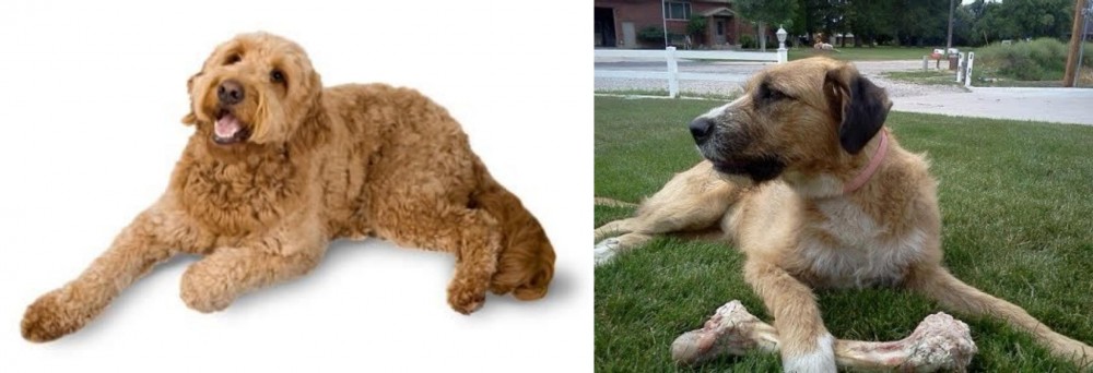 Irish Mastiff Hound vs Golden Doodle - Breed Comparison
