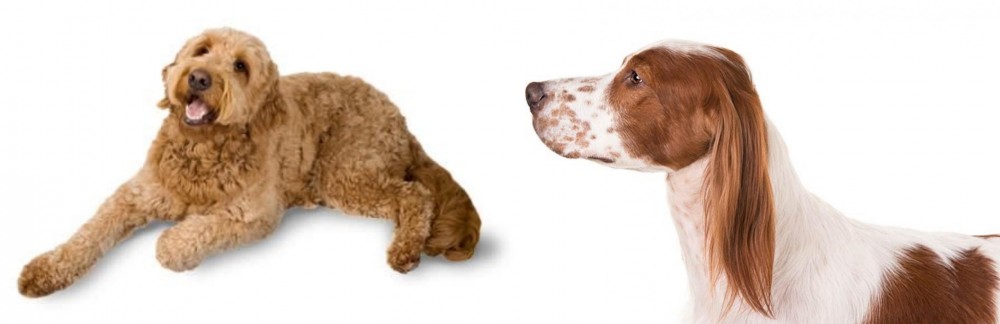 Irish Red and White Setter vs Golden Doodle - Breed Comparison
