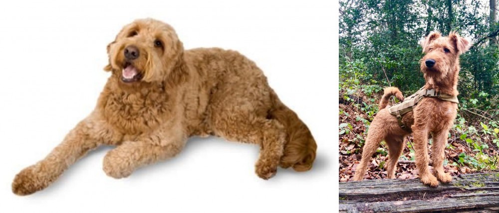 Irish Terrier vs Golden Doodle - Breed Comparison
