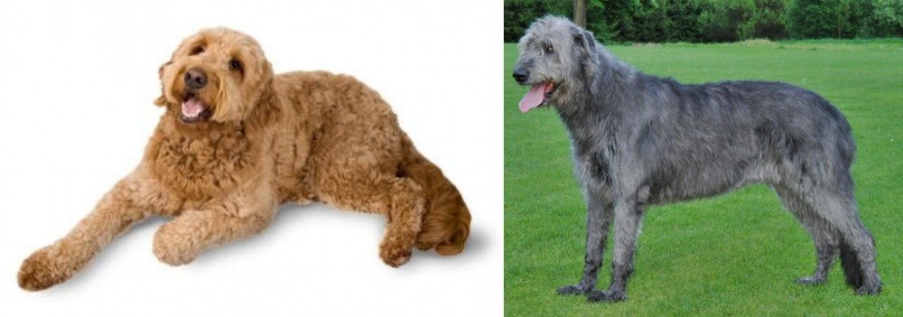 Irish Wolfhound vs Golden Doodle - Breed Comparison