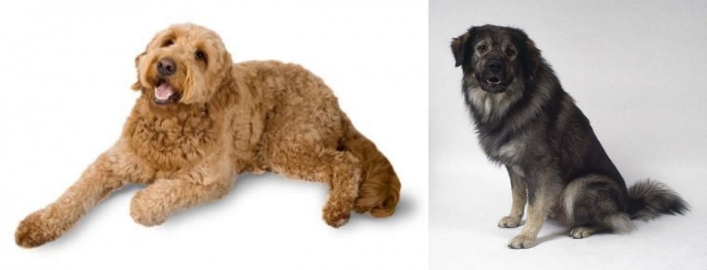 Istrian Sheepdog vs Golden Doodle - Breed Comparison