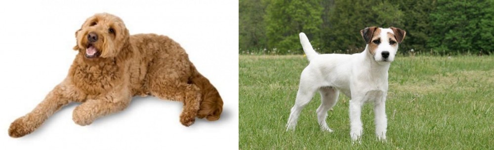 Jack Russell Terrier vs Golden Doodle - Breed Comparison
