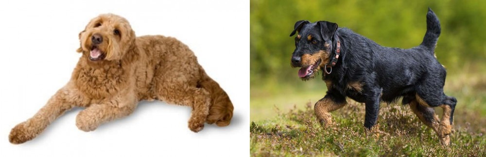 Jagdterrier vs Golden Doodle - Breed Comparison