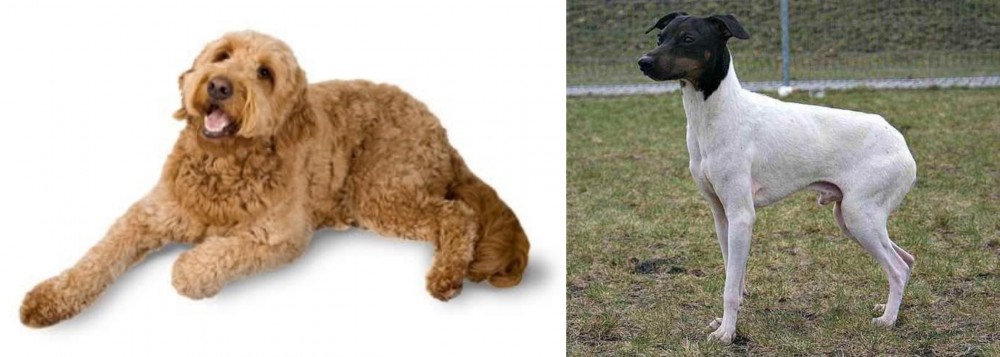 Japanese Terrier vs Golden Doodle - Breed Comparison