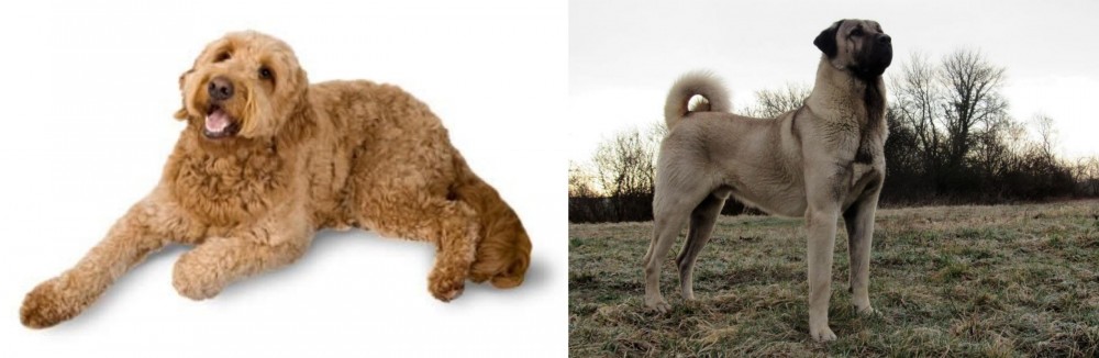Kangal Dog vs Golden Doodle - Breed Comparison