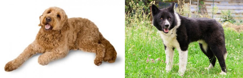 Karelian Bear Dog vs Golden Doodle - Breed Comparison