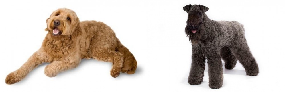 Kerry Blue Terrier vs Golden Doodle - Breed Comparison