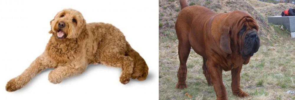 Korean Mastiff vs Golden Doodle - Breed Comparison